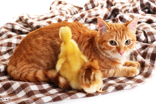 Gatto rosso con carino anatroccolo e pollo sul plaid da vicino — Foto Stock