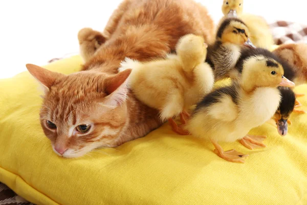 Red cat with cute ducklings on yellow pillow close up — Stock Photo, Image