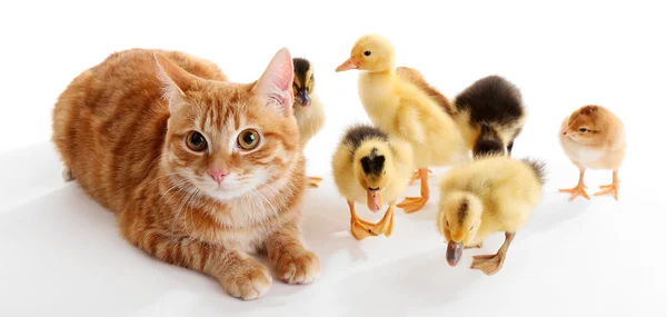 Red cat with cute ducklings on white background — Stock Photo, Image