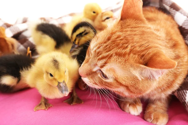 Kırmızı kedi pembe yastık üzerinde sevimli ördek yavrusu ile yakın çekim — Stok fotoğraf