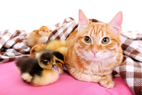 Gato rojo con patitos lindos en almohada rosa de cerca —  Fotos de Stock