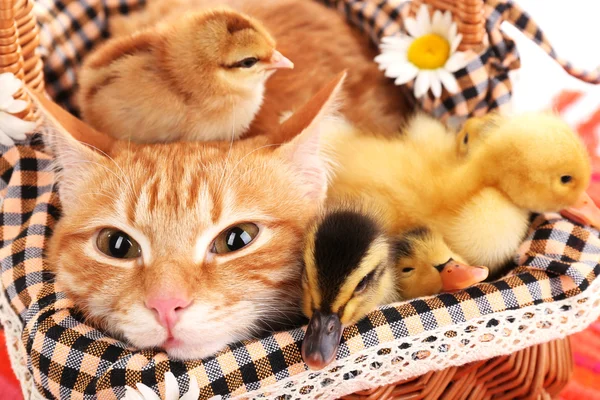 Czerwony kot z cute kaczki i kurczaka w kosz z bliska — Zdjęcie stockowe