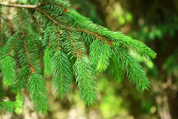 Hermosa ramita de árbol al aire libre —  Fotos de Stock