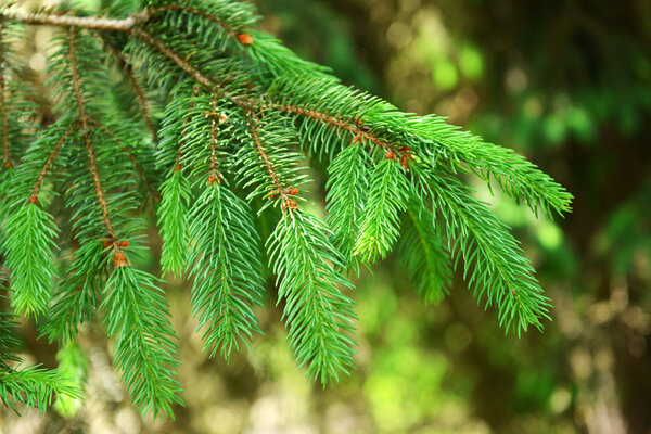 Beautiful tree twig outdoors