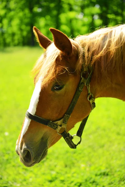 Renrasig häst utomhus — Stockfoto