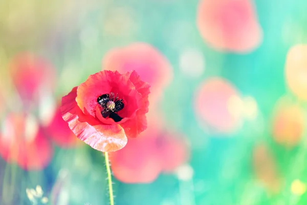 Louka s krásnými jasně červenými květy máku na jaře — Stock fotografie