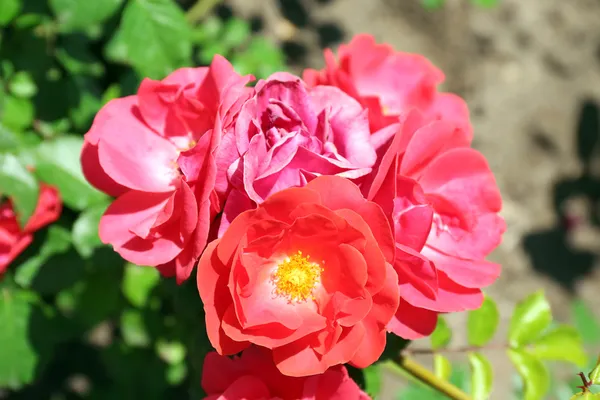 美丽的玫瑰花朵，在布什的特写，户外 — 图库照片
