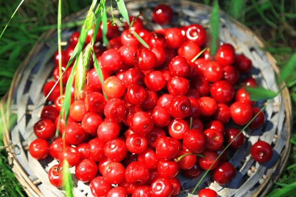 Sweet cherries on wicker stand on grass background — Stock Photo, Image