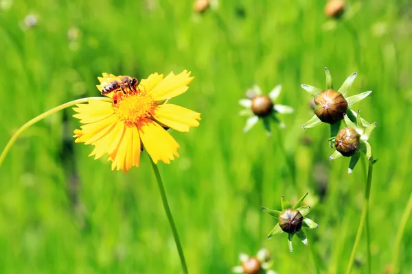 Vackra blommor utomhus — Stockfoto