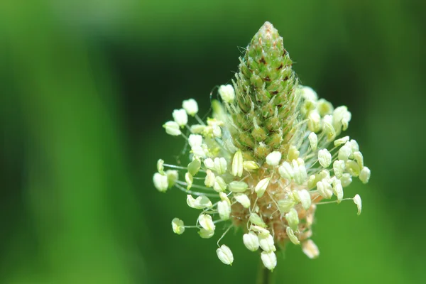 Belle fleur en plein air — Photo