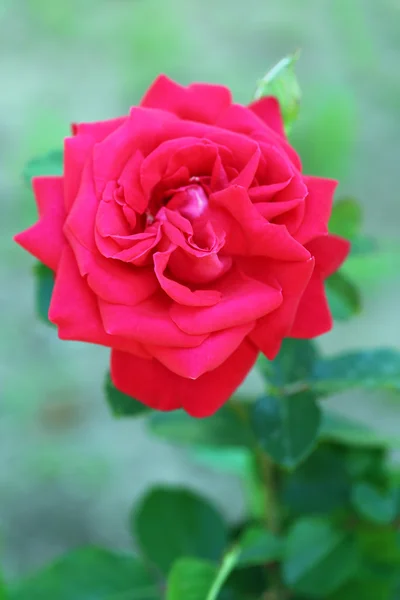Bela rosa vermelha no arbusto verde — Fotografia de Stock