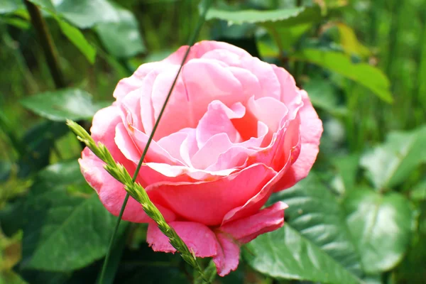 Mooie roos in de tuin — Stockfoto