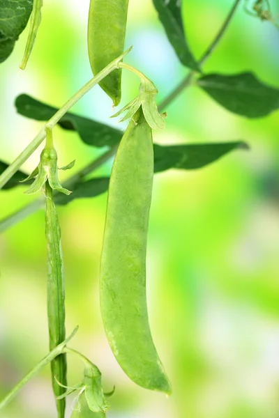 Green peas with leaves, outdoors — Stock Photo, Image