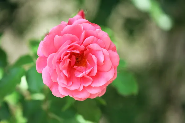 Beautiful rose on green bush — Stock Photo, Image