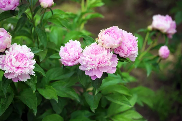 Hermosas peonías rosadas en el arbusto verde en el jardín —  Fotos de Stock