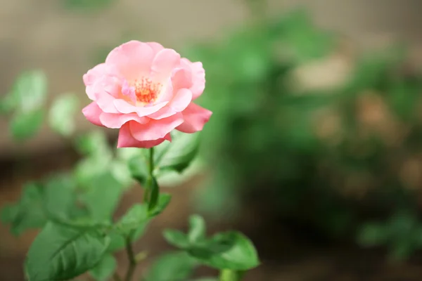 Beautiful rose on green bush — Stock Photo, Image