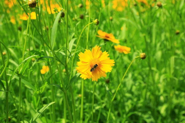 Beautiful wild flowers, outdoors — Stock Photo, Image