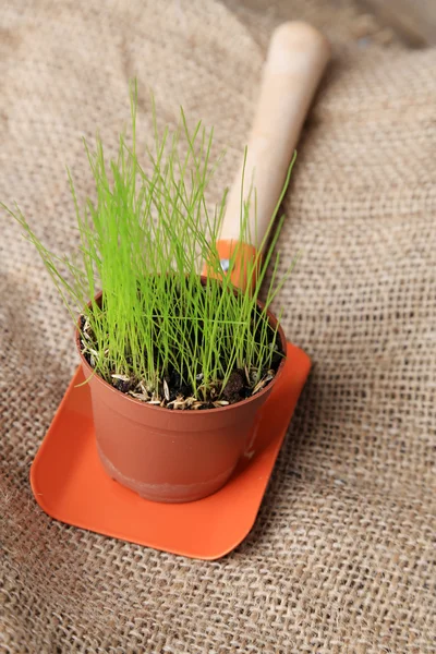 Planta joven en maceta sobre pala de jardín sobre fondo de saco —  Fotos de Stock
