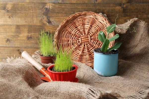 Giovani piante in vaso su pala da giardino su sacco, su fondo di legno — Foto Stock
