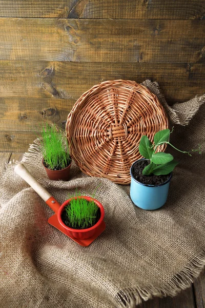Young plants in pots on garden shovel on sackcloth, on wooden background — Stock Photo, Image