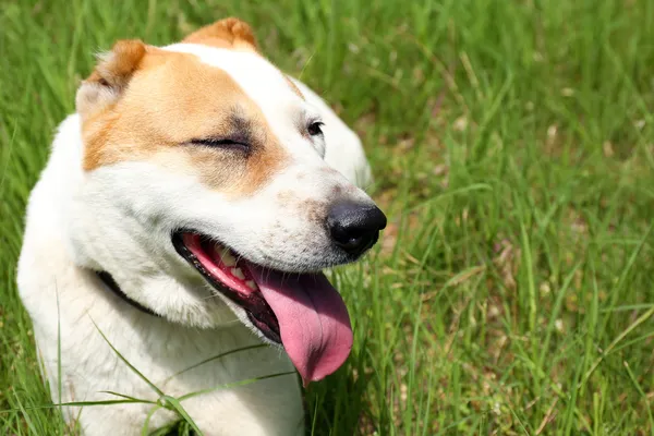 Grappige grote alabai hond, buitenshuis — Stockfoto