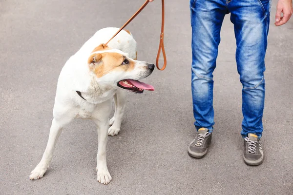 Lustiger großer Alabai Hund und Besitzer, im Freien — Stockfoto