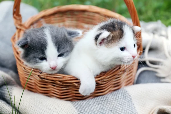 Lindos gatitos en la cesta, al aire libre —  Fotos de Stock