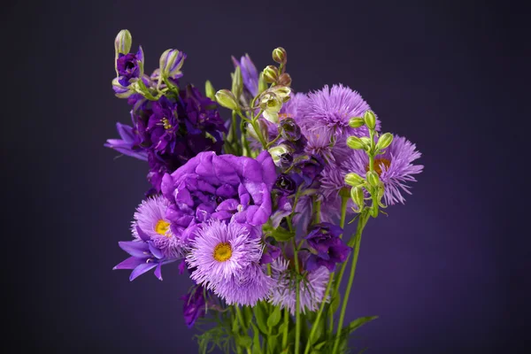 Lindas flores selvagens no fundo azul escuro — Fotografia de Stock