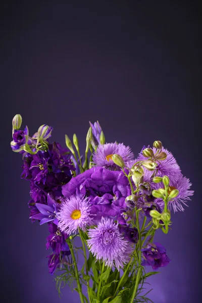 Schöne wilde Blumen auf dunkelblauem Hintergrund — Stockfoto