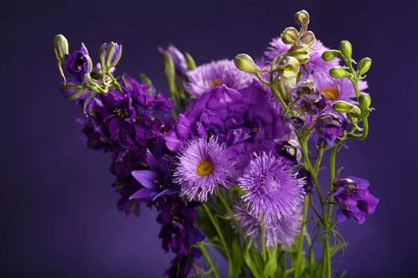 Vackra vilda blommor på Mörkblå bakgrund — Stockfoto