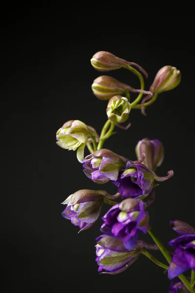 Beautiful wild flowers, on grey background — Stock Photo, Image