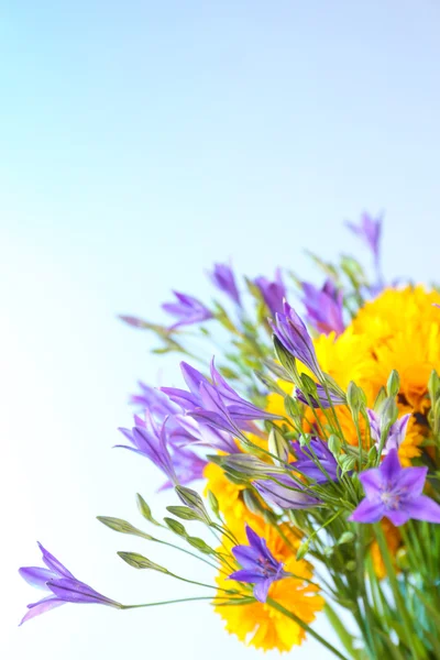 Prachtige wilde bloemen, op lichte blauwe achtergrond — Stockfoto