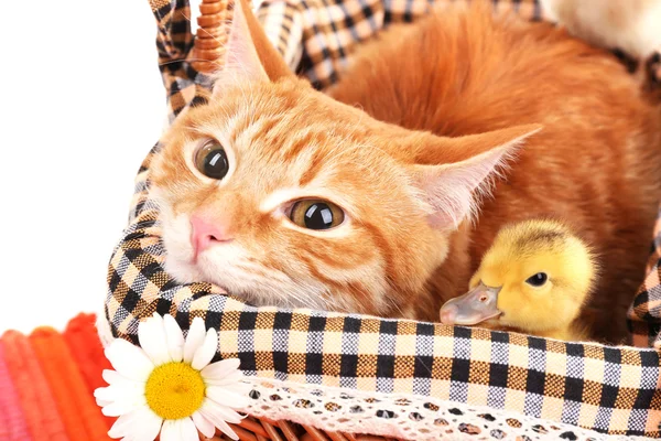 Red cat with cute ducklings in basket close up — Stock Photo, Image
