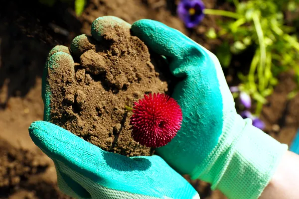 Hands holding beautiful spring flower in hands, outdoors — Stock Photo, Image