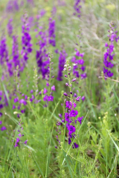 Prachtige wilde bloemen in veld — Stockfoto