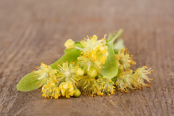 Branch of linden flowers on wooden background — Stock Photo, Image