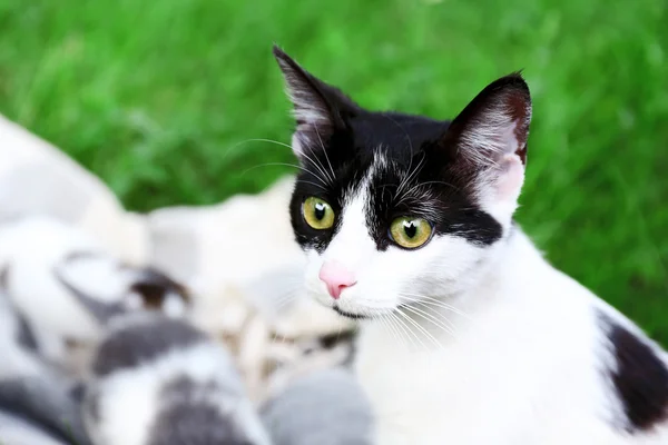 Söta mamma katt och små kattungar, utomhus — Stockfoto