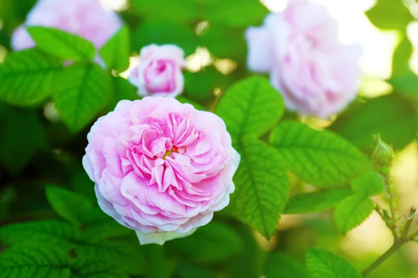 Rosa ros i trädgården — Stockfoto