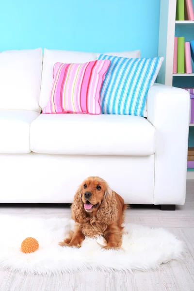 Englischer Cocker Spaniel auf Teppich in der Nähe von Sofa — Stockfoto
