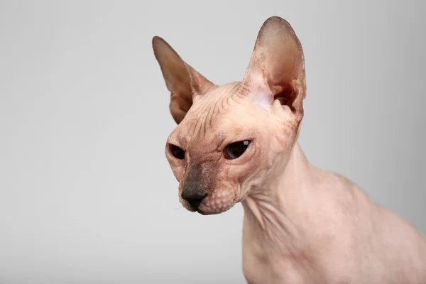 Сфинкс лысый кот на сером фоне — стоковое фото