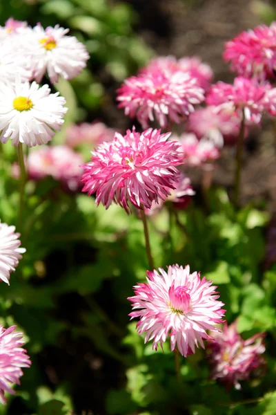 Schöne Blumen im Park — Stockfoto