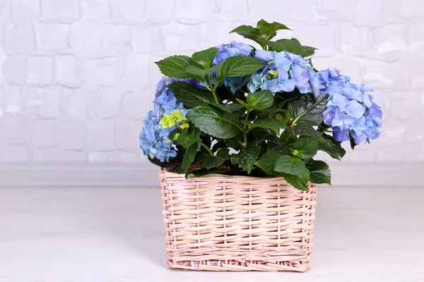 Hortensia en cesta en habitación sobre fondo gris — Foto de Stock