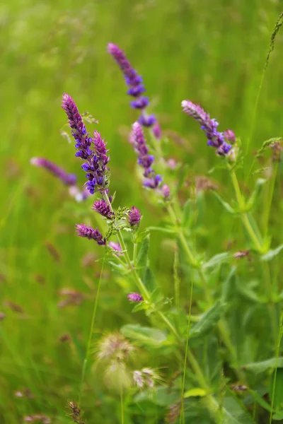 Beautiful wild flowers in field — Stock Photo, Image