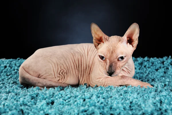 Sphynx hairless cat on blue carpet on dark background — Stock Photo, Image