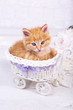 parlak zemin üzerine dekoratif sepet içinde uyuyan sevimli küçük kırmızı kedi yavrusu