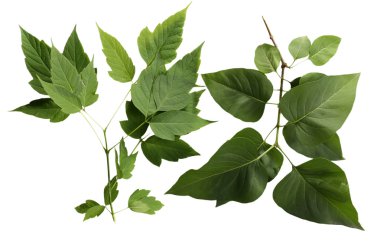 Yeşil Beyaz masaya yakın yaprakları