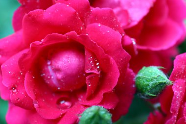 güzel gül bahçesinde