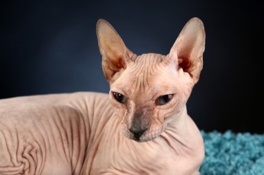 alında saç çizgisi Sphynx kedi koyu zemin üzerine mavi halı
