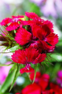 Güzel çiçekler kapanıyor.