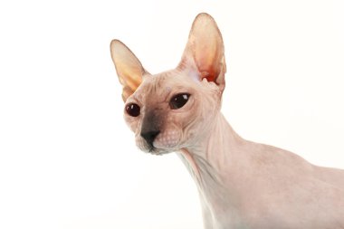 sphynx tüysüz kedi üzerinde beyaz izole